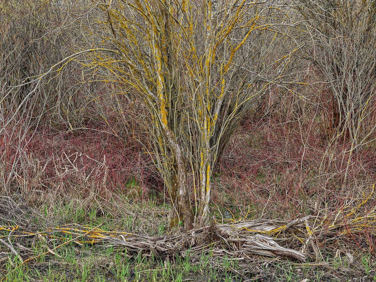 A cluster of lichen-gilded tree trunks rising from tangled deadfall and red dogwood undergrowth