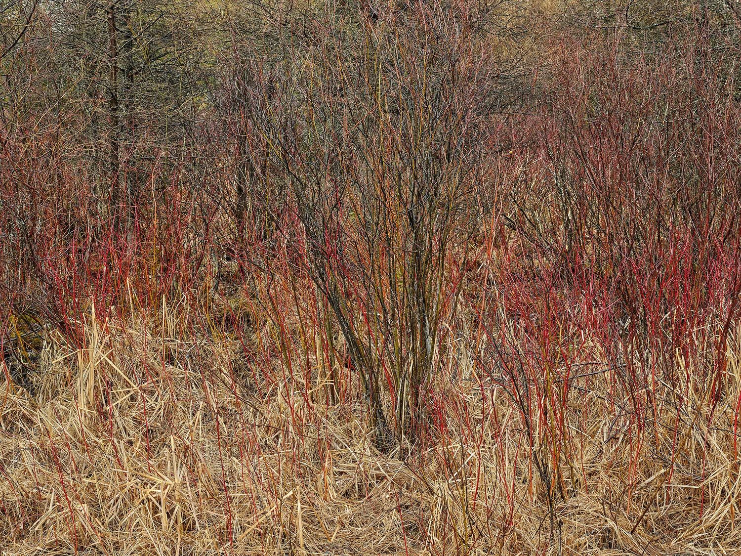 Red osier dogwood stems rising through dry golden grasses at the edge of a woodland