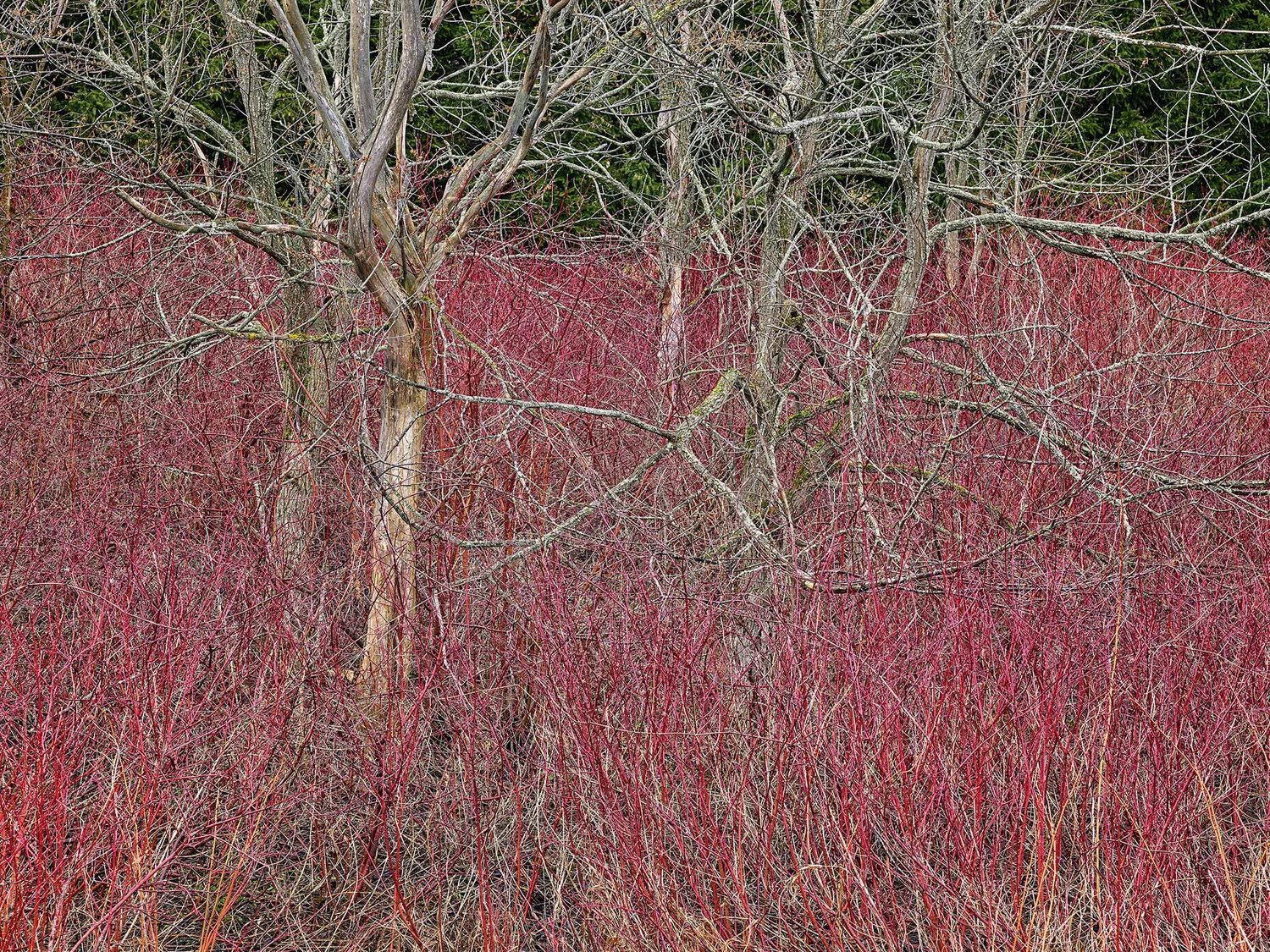 Bare grey trees standing in a dense field of crimson dogwood stems